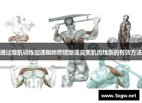 通过增肌训练加速脂肪燃烧塑造完美肌肉线条的有效方法